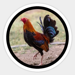 the rooster Sticker